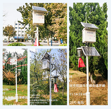 山东招远市引进多台豪门国际害虫远程实时监测系统实现绿色防控
