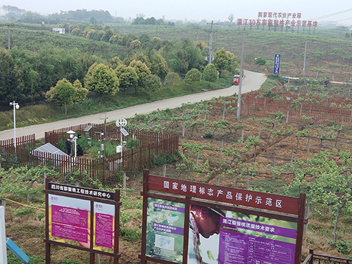 豪门国际害虫远程监测系统守护成都果木基地种植安全